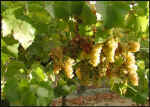 D-Grape clusters.jpg (62929 bytes)